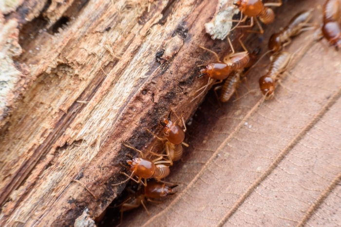 termites des maisons de tentes