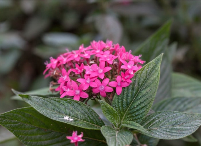 Les meilleures plantes en pot pour le plein soleil