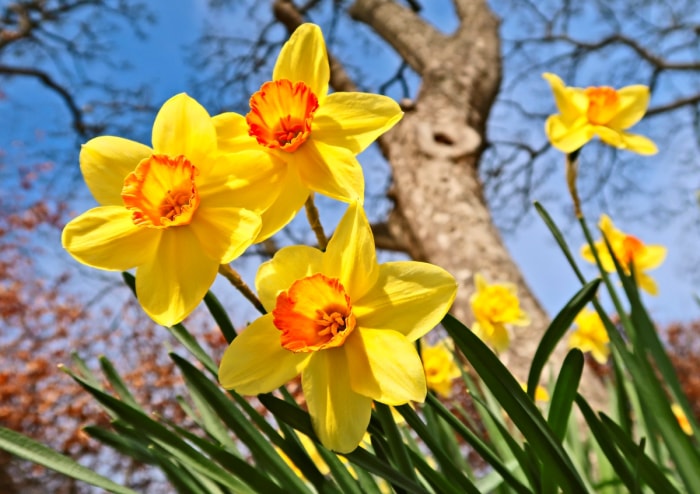 Fleurs de jonquilles jaune vif dans le jardin.