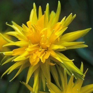 9 jonquilles pour égayer votre jardin