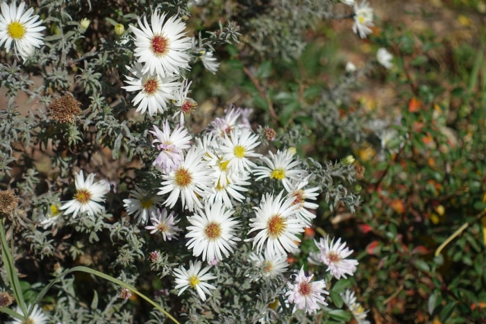 Aster des bruyères (Aster ericoides) 