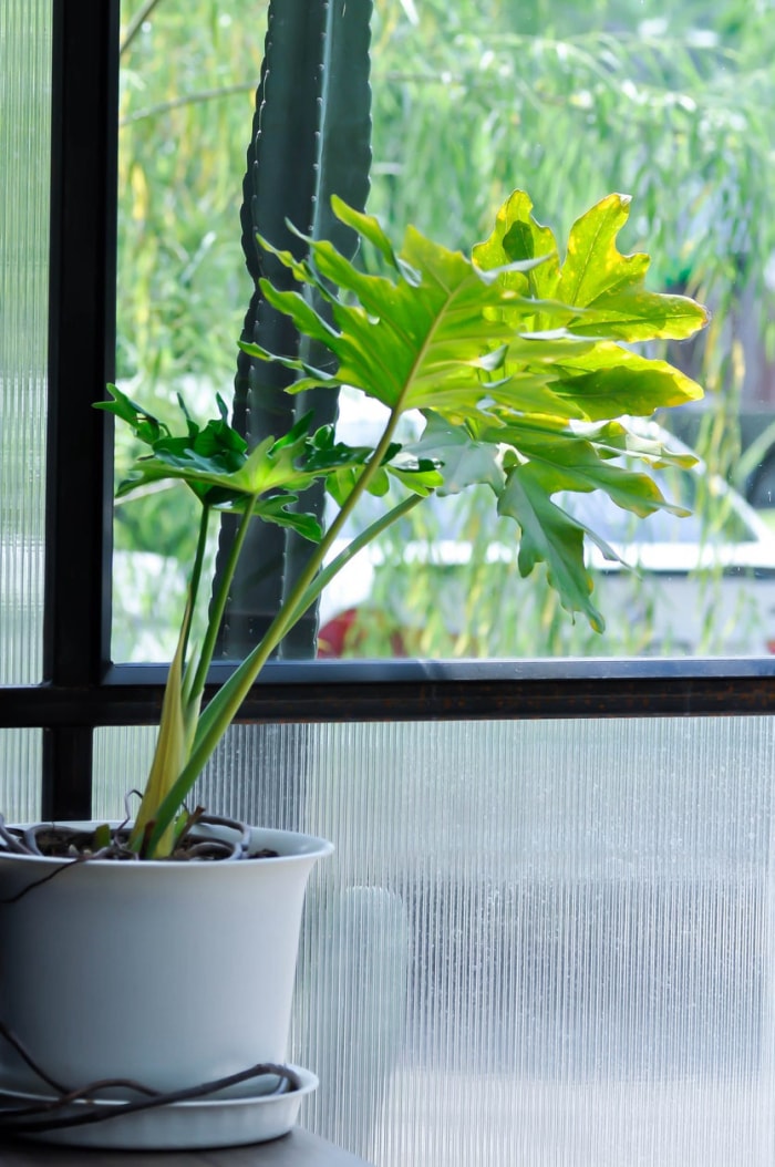 Les 26 meilleures plantes pour la décoration de la salle de bain