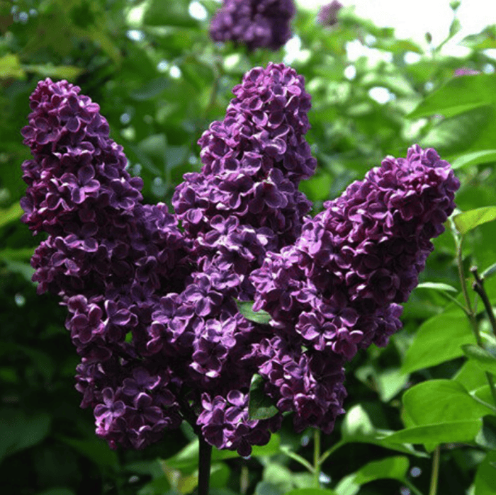 variétés de lilas