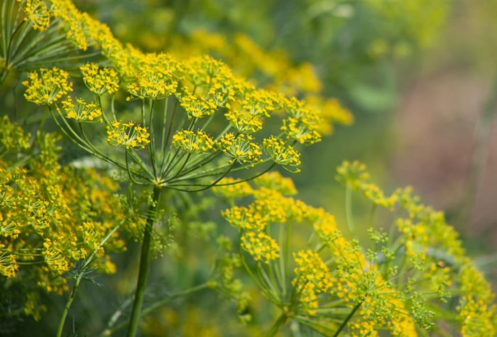 Le plant d'aneth s'est enrichi de petites fleurs jaunes.