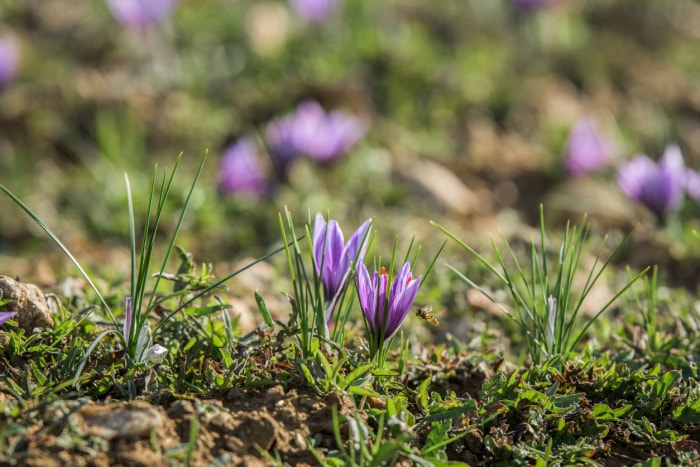 iStock-944259648 comment faire pousser du safran Fleurs de safran en fleurs sur le terrain