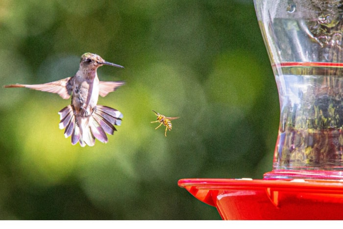 Attirez plus de colibris dans votre jardin en évitant ces 10 erreurs courantes