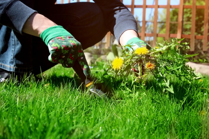 Un homme portant des gants verts arrache des pissenlits de l'herbe verte.