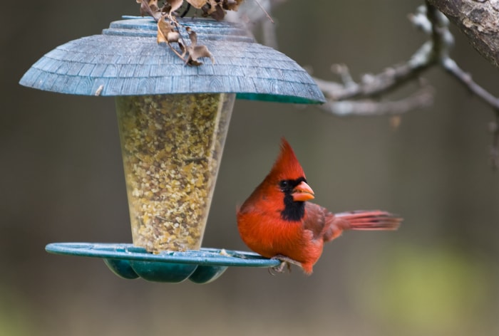 comment nettoyer les mangeoires d'oiseaux