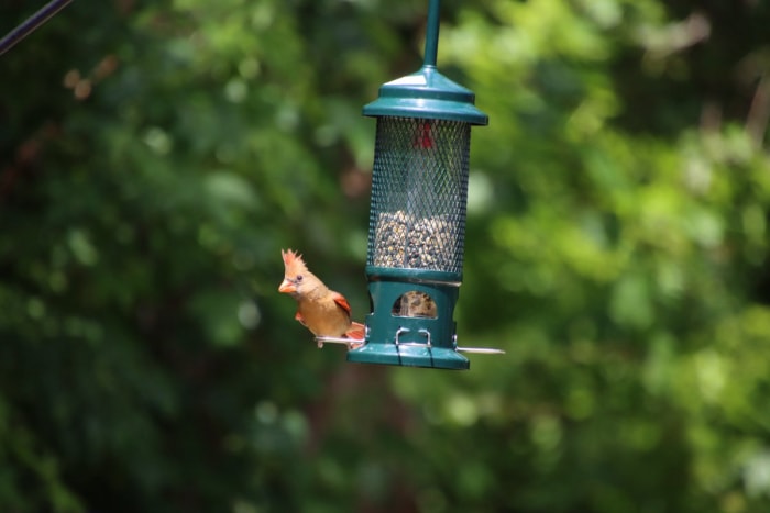 Oiseau chanteur cardinal femelle perché sur une mangeoire en métal dans une arrière-cour avec des arbres verts en arrière-plan.