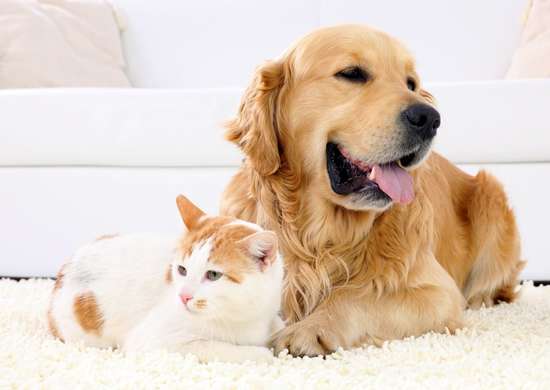 Chat et chien sur un tapis