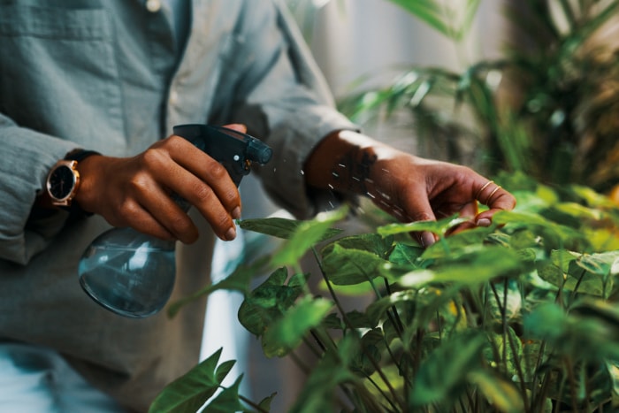 soins des plantes à pointe de flèche