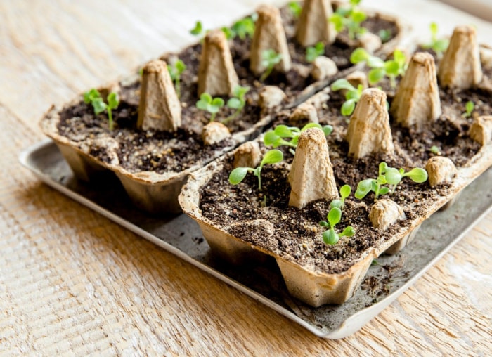 13 restes de cuisine bons pour vos plantes