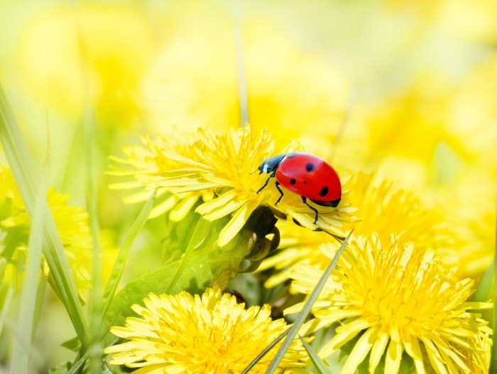 Coccinelle sur des fleurs de pissenlit jaunes. Fond printanier ensoleillé et lumineux.