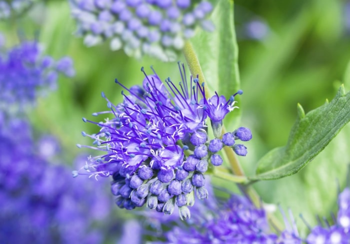 Gros plan d'une fleur de barbe bleue violette.