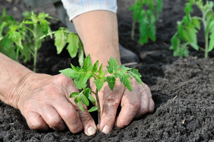 Mains plantant un plant de tomate dans un sol sombre.