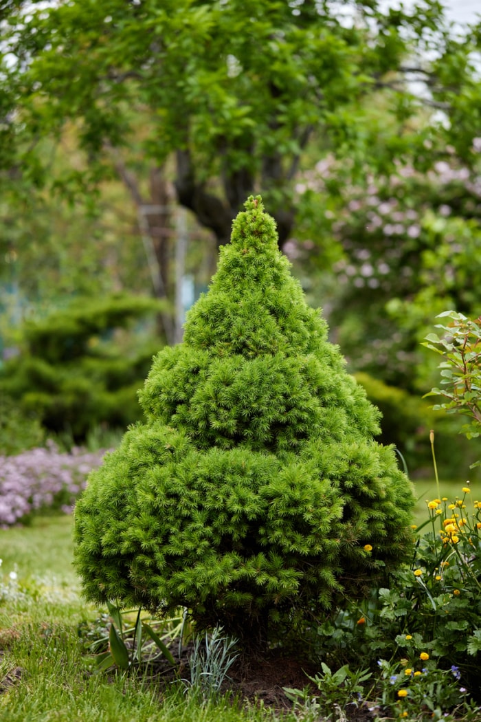 petit épicéa nain pointu de l'alberta dans le jardin