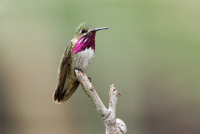 types de colibris