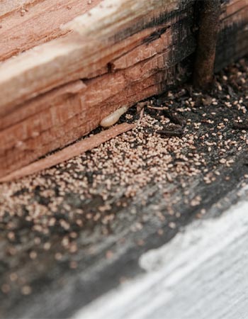 A quoi ressemblent les déjections de termites ?