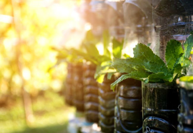 DIY Hydroponics 101 - Comment cultiver des plantes d'intérieur sans terre