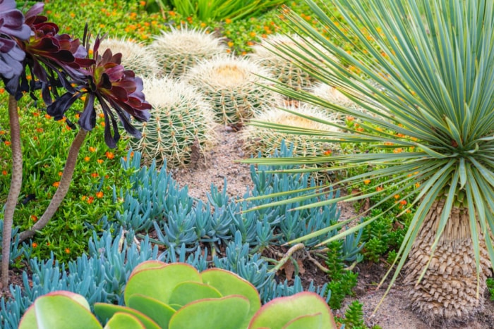 Un parterre de fleurs extérieur rempli de cactus et de plantes succulentes. 