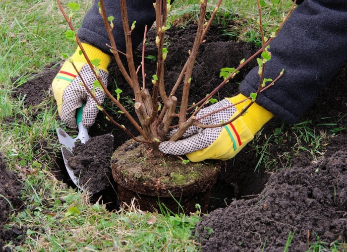 12 choses qu'un arboriste aimerait que vous sachiez