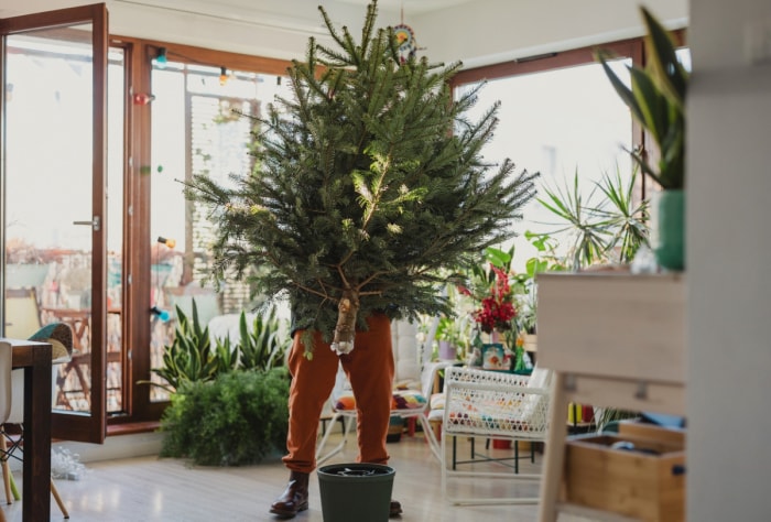 Un homme installe un sapin de Noël.