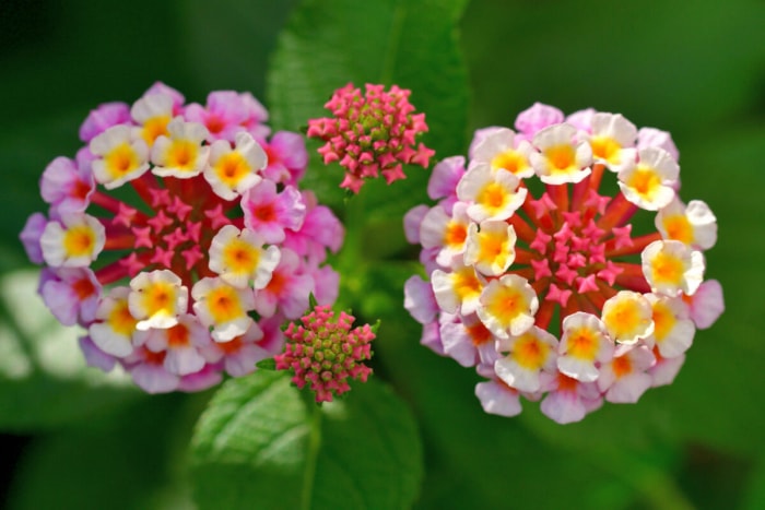 soins de lantana