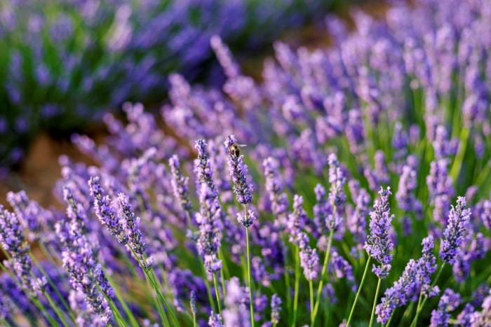 Fleurs violettes de lavande dans un champ.