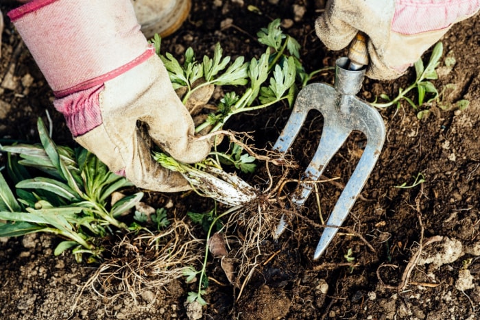 Personne utilisant un outil de jardinage