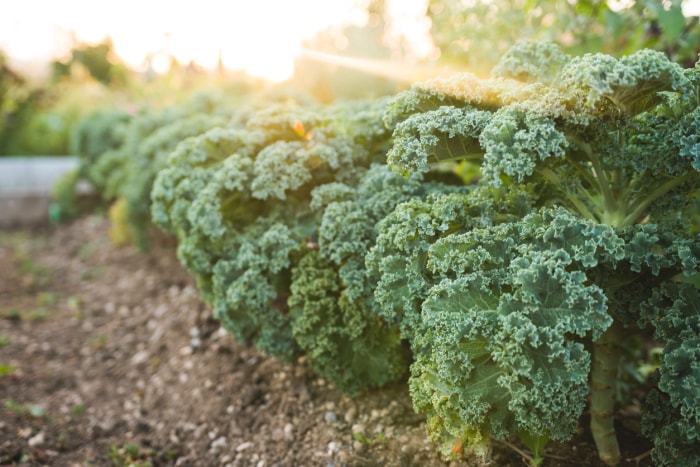 plantes bisannuelles