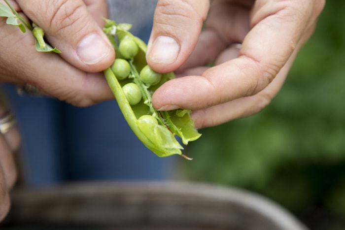 comment cultiver des pois