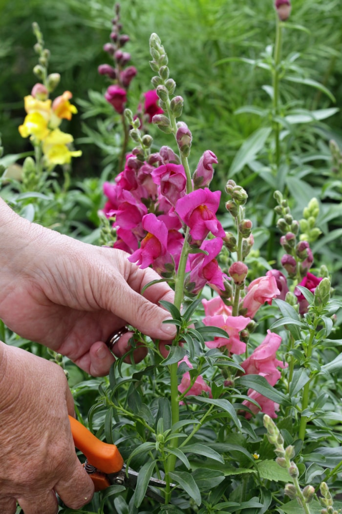 La main d'une femme'taille un plant de mufliers violets.