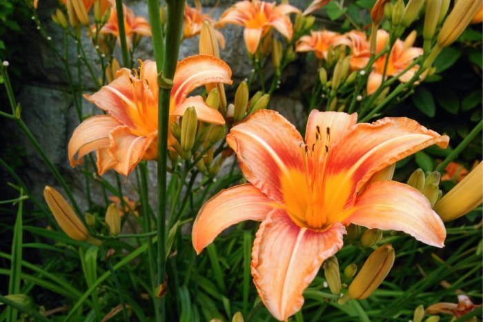 plantes résistantes aux lapins