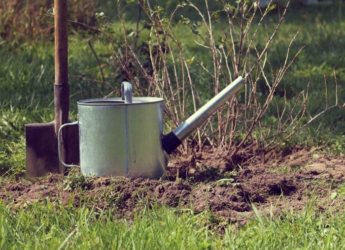 10 conseils d'aménagement paysager indispensables pour aider vos plantes à survivre à l'hiver