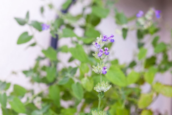 Petites fleurs violettes bourgeonnant sur une plante d'herbe à chat en pot.