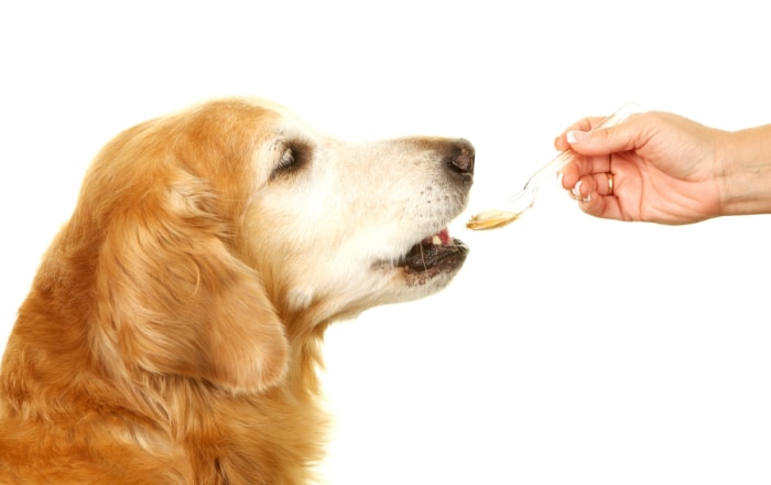 utilisation du beurre de cacahuète - chien prenant une pilule