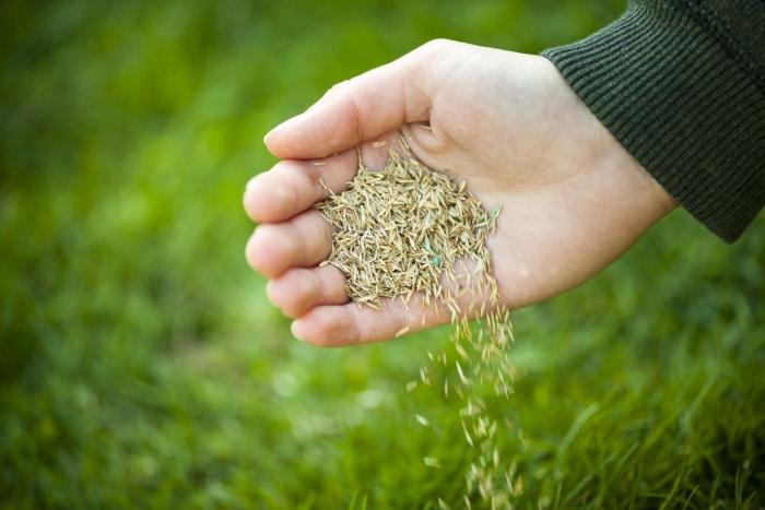 Des graines de gazon se répandent de la paume de la main de quelqu'un sur l'herbe.