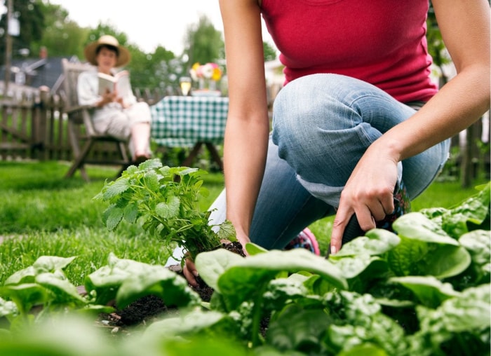 Faites ces 8 choses et ne payez plus jamais pour des plantes