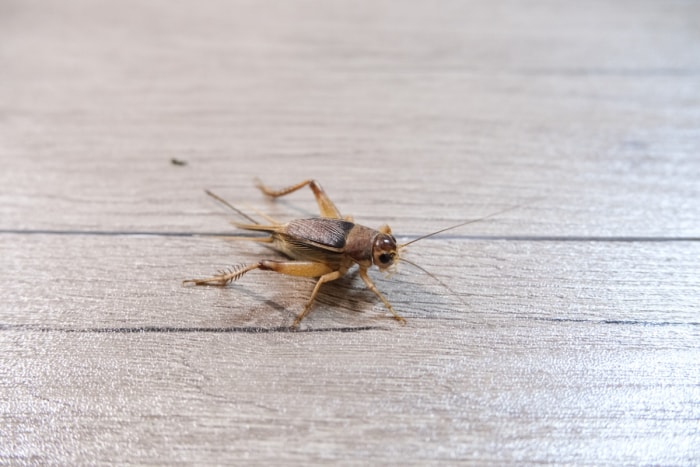 Criquet brun sur un plancher en bois