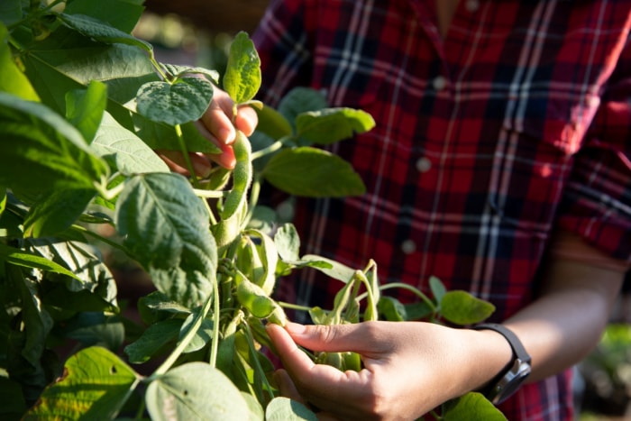 Un jardinier vêtu d'une chemise en flanelle rouge récolte des edamames sur une plante.