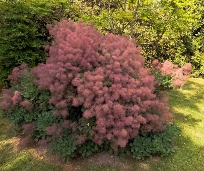 Buisson de fumée pourpre