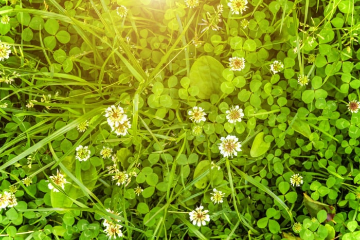 Un champ de trèfles avec des fleurs de trèfle est mis en valeur par la lumière du soleil.