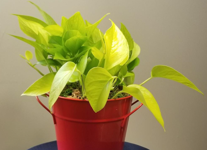 10 variétés de pothos pour votre collection de plantes d'intérieur faciles à entretenir