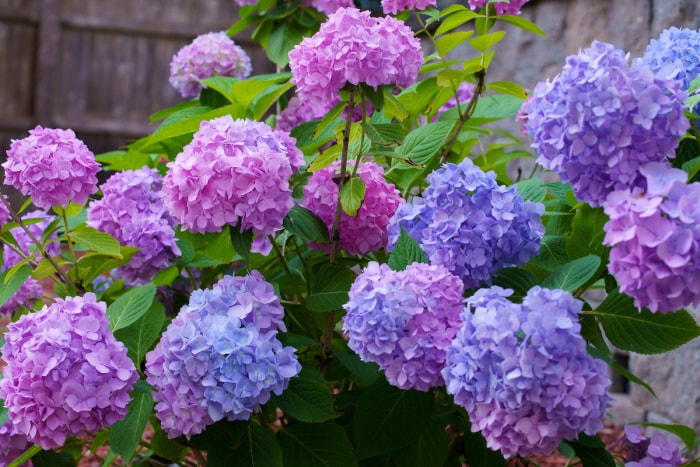 hortensia à feuilles larges poussant dans un paysage domestique planté en septembre