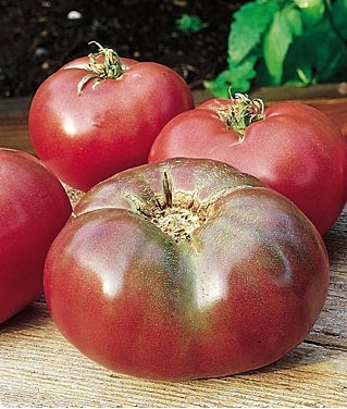 Burpee Cherokee Tomate violette