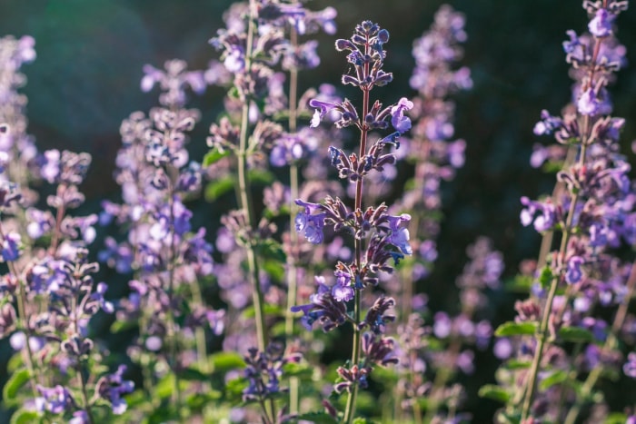 8 plantes qui repoussent les fourmis