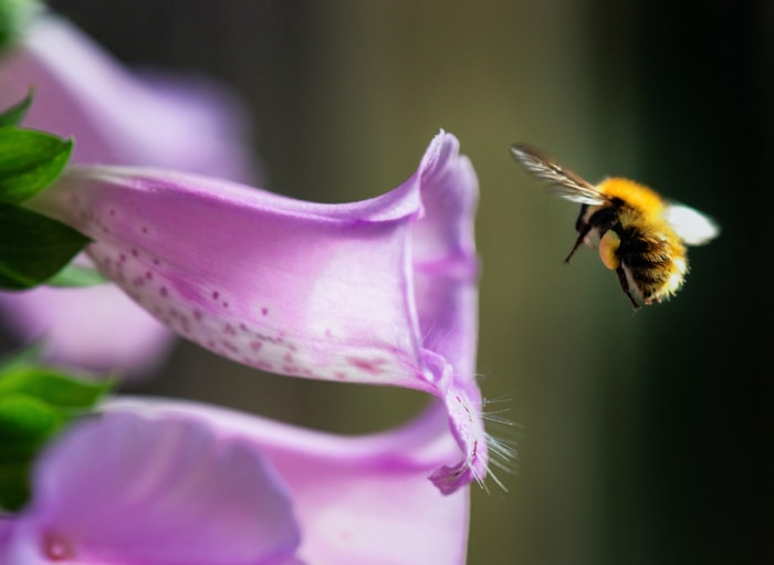 Image macro d'un bourdon, avec un sac de pollen plein visible sur ses pattes arrières, volant dans une fleur de digitale violette.