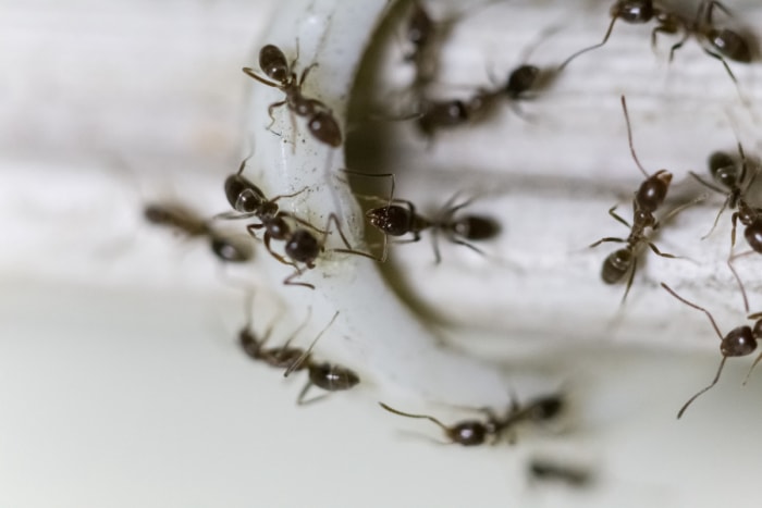 Fourmis noires sur le câble