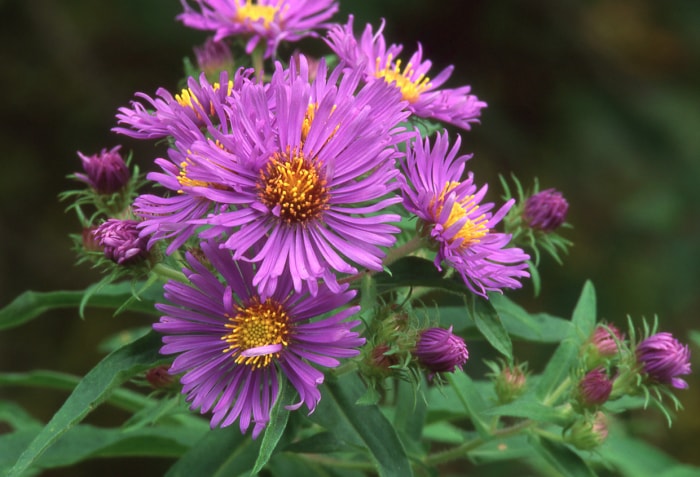 types de fleurs sauvages aster de la Nouvelle-Angleterre