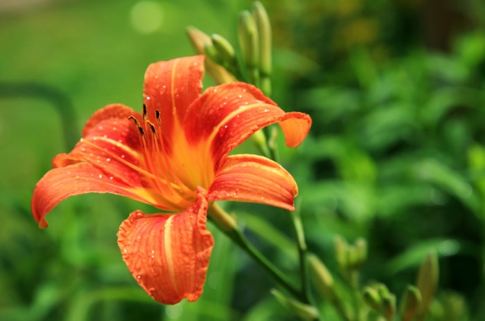 fleurs qui attirent les papillons – l'hémérocalle